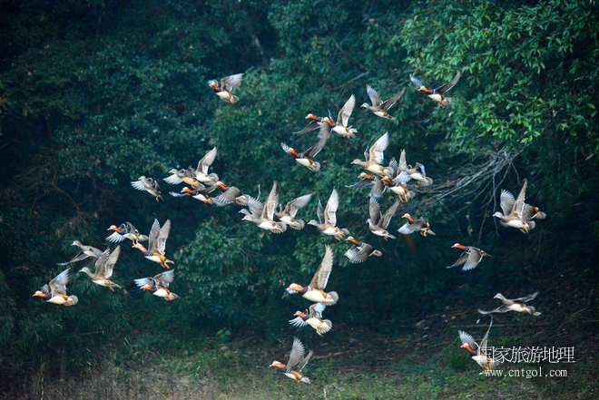進(jìn)入初冬，大批野生鴛鴦陸續(xù)飛抵江西婺源縣賦春鎮(zhèn)鴛鴦湖越冬，小精靈們?cè)诤嫔匣蛳嗷ヒ蕾?、卿卿我我；或隨波逐流、嬉戲打鬧，悠閑自在生活在青山綠水之間，優(yōu)良的水域和豐富的湖畔闊葉林，為鴛鴦過冬提供良好生存環(huán)境，婺源鴛鴦湖已成為亞洲最大的野生鴛鴦越冬棲息地。（攝于12月4日下午）