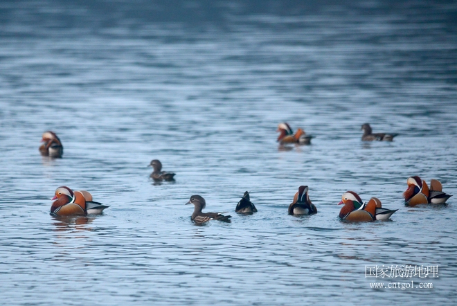 進(jìn)入初冬，大批野生鴛鴦陸續(xù)飛抵江西婺源縣賦春鎮(zhèn)鴛鴦湖越冬，小精靈們?cè)诤嫔匣蛳嗷ヒ蕾?、卿卿我我；或隨波逐流、嬉戲打鬧，悠閑自在生活在青山綠水之間，優(yōu)良的水域和豐富的湖畔闊葉林，為鴛鴦過冬提供良好生存環(huán)境，婺源鴛鴦湖已成為亞洲最大的野生鴛鴦越冬棲息地。（攝于12月4日下午）
