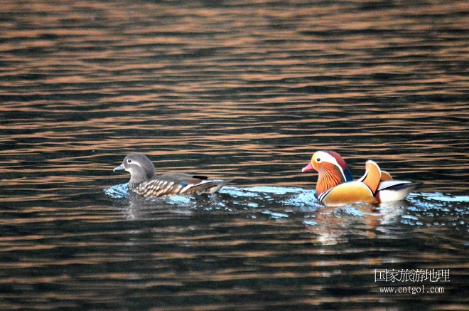 進(jìn)入初冬，大批野生鴛鴦陸續(xù)飛抵江西婺源縣賦春鎮(zhèn)鴛鴦湖越冬，小精靈們?cè)诤嫔匣蛳嗷ヒ蕾?、卿卿我我；或隨波逐流、嬉戲打鬧，悠閑自在生活在青山綠水之間，優(yōu)良的水域和豐富的湖畔闊葉林，為鴛鴦過冬提供良好生存環(huán)境，婺源鴛鴦湖已成為亞洲最大的野生鴛鴦越冬棲息地。（攝于12月4日下午）